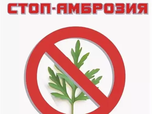 Всенародная экологическая акция «Стоп, амброзия!» начнется в Черкесске 5 июля