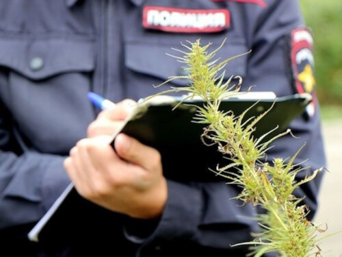 В Черкесске уничтожили наркосодержащую растительность на площади 900 кв.м