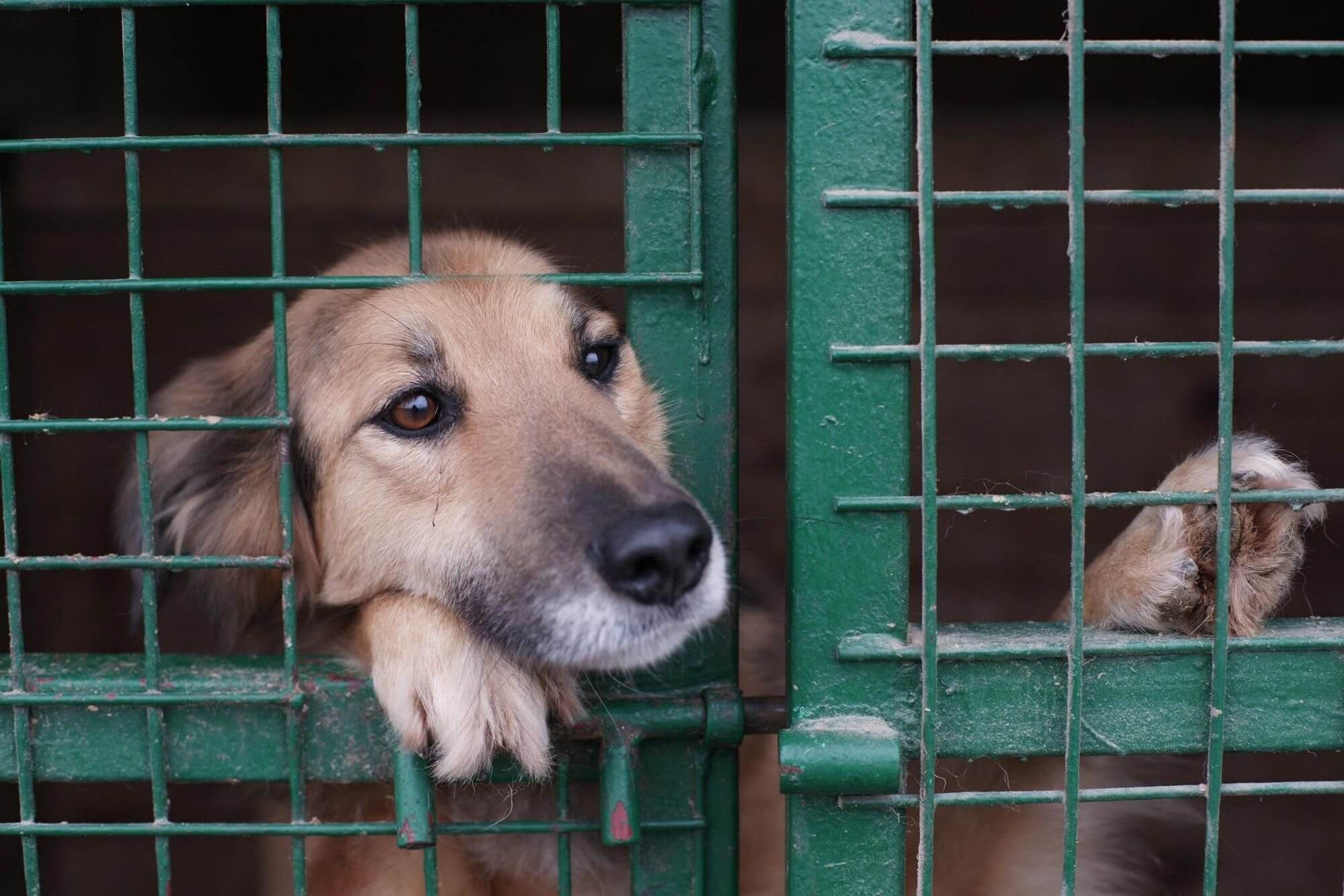 Отлов бездомных собак без применения насилия продолжится в Черкесске