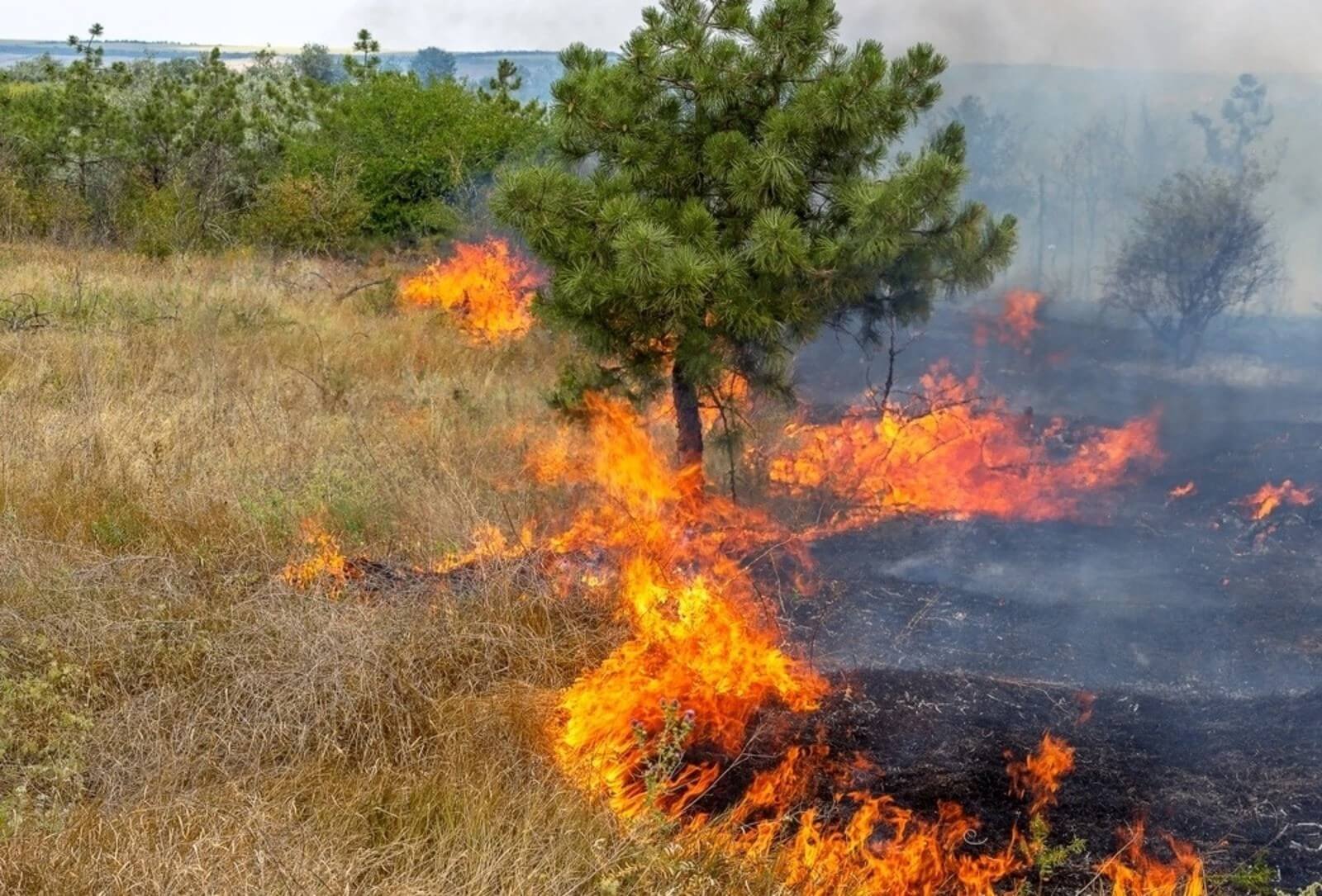 Повышенная пожароопасность. Низовой беглый Лесной пожар. Пожар травы. Пожар на природе. Пожар от костра.