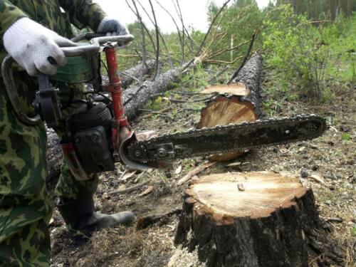 Напоминание: за незаконную вырубку леса предусмотрена административная или уголовная ответственность